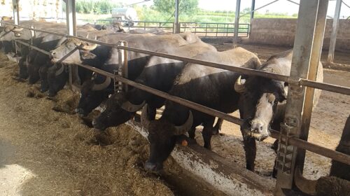 Coldiretti Campania: “Brucellosi bufalina in calo, risultati incoraggianti'” Coldiretti Campania: “Brucellosi bufalina in calo, risultati incoraggianti'”