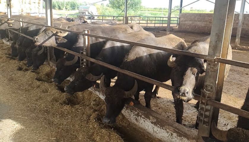 Coldiretti Campania: “Brucellosi bufalina in calo, risultati incoraggianti'”