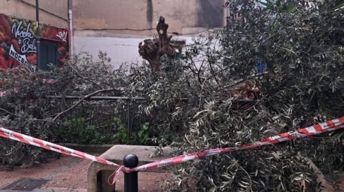 Taglia un ulivo illegalmente  con una motosega, caccia al responsabile