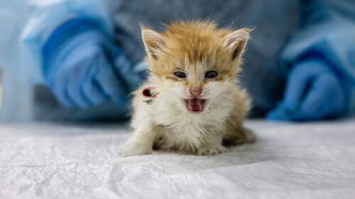 NOTIZIA SCONVOLGENTE DI ABUSI SU UNA GATTINA! MA NON C’È PROPRIO MAI UN LIMITE ALLA CATTIVERIA DI ALCUNI?