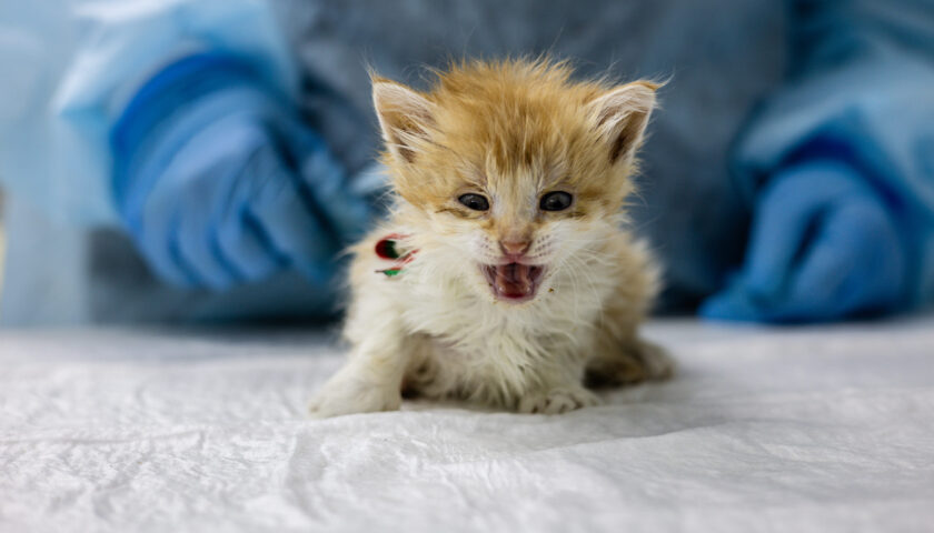 NOTIZIA SCONVOLGENTE DI ABUSI SU UNA GATTINA! MA NON C’È PROPRIO MAI UN LIMITE ALLA CATTIVERIA DI ALCUNI?