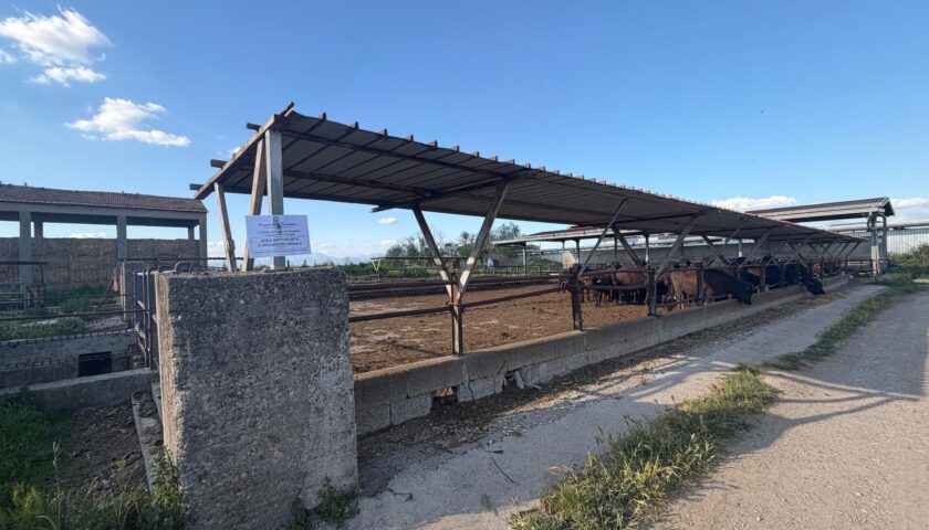 Capaccio Paestum, sequestrata azienda zootecnica per scarichi illeciti di reflui