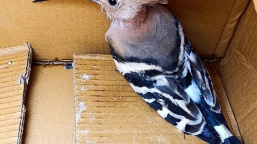 Salerno, vigili del fuoco recuperano Upupa