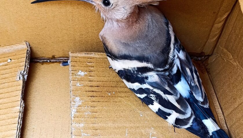 Salerno, vigili del fuoco recuperano Upupa