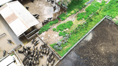 Capaccio Paestum, illecito scarico di reflui: sequestrata azienda zootecnica