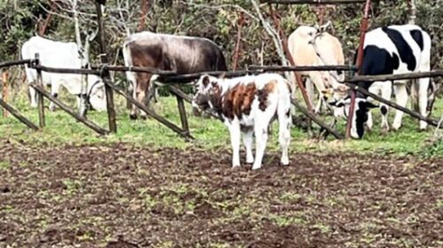 Salerno, animali vaganti e rischi sanitari: protesta dei residenti di Croce