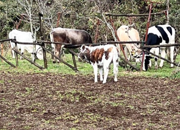 Salerno, animali vaganti e rischi sanitari: protesta dei residenti di Croce