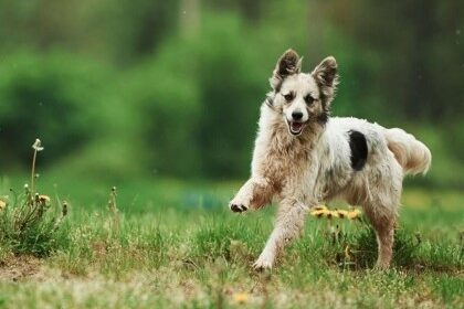 Sarno, in arrivo uno spazio per lo sgambamento cani: approvato il progetto del Dog Park