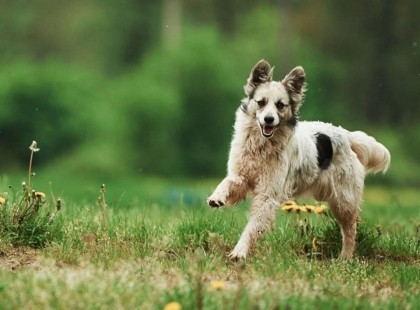 Sarno, in arrivo uno spazio per lo sgambamento cani: approvato il progetto del Dog Park
