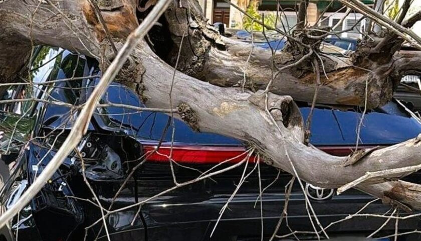 Albero cade e danneggia due auto in sosta: dramma sfiorato a Sapri