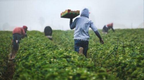 Agricoltura e lavoro nero, controlli dei carabinieri nel Salernitano: sospese 4 aziende