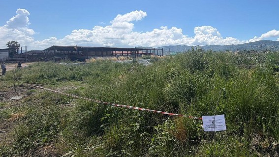 Capaccio Paestum, sversamento illecito di reflui: sequestrata azienda zootecnica a Spinazzo
