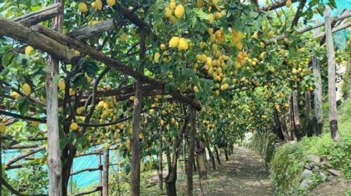 Dissesti idrogeologici Statale Amalfitana, Gagliano: “No al tunnel Minori-Maiori, sì ai limoneti”moneti