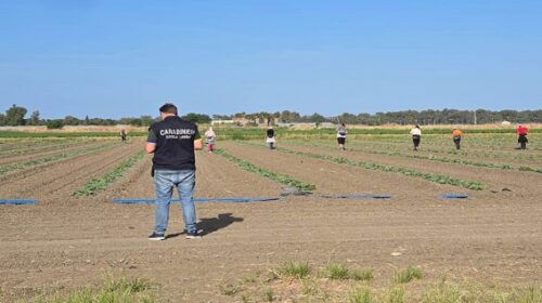 Piana del Sele, controlli nei campi: sospesa attività, tre aziende irregolari Piana del Sele, controlli nei campi: sospesa attività, tre aziende irregolari
