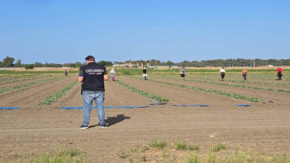 Piana del Sele, controlli nei campi: sospesa attività, tre aziende irregolari