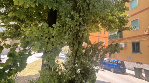 Salerno, a Mariconda  ramo si spezza in strada: disagi per la circolazione, rapido intervento della Protezione Civile