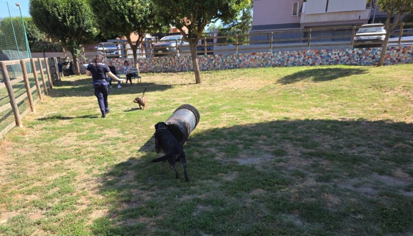 Nocera Superiore, al via i controlli su microchip e deiezioni canine: sanzioni fino a 200 euro