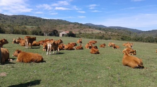 Coldiretti Campania: via libera agli indennizzi nelle zone interessata dalle Pratiche Locali Tradizionali 