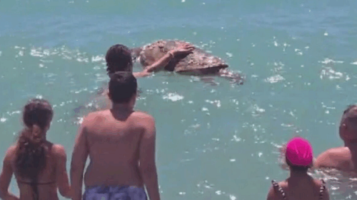 Pontecagnano, stupore e curiosità in tra i bagnanti per la tartaruga Caretta caretta