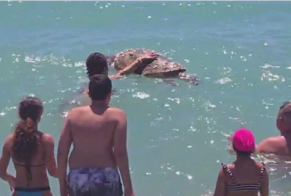 Pontecagnano, stupore e curiosità in tra i bagnanti per la tartaruga Caretta caretta