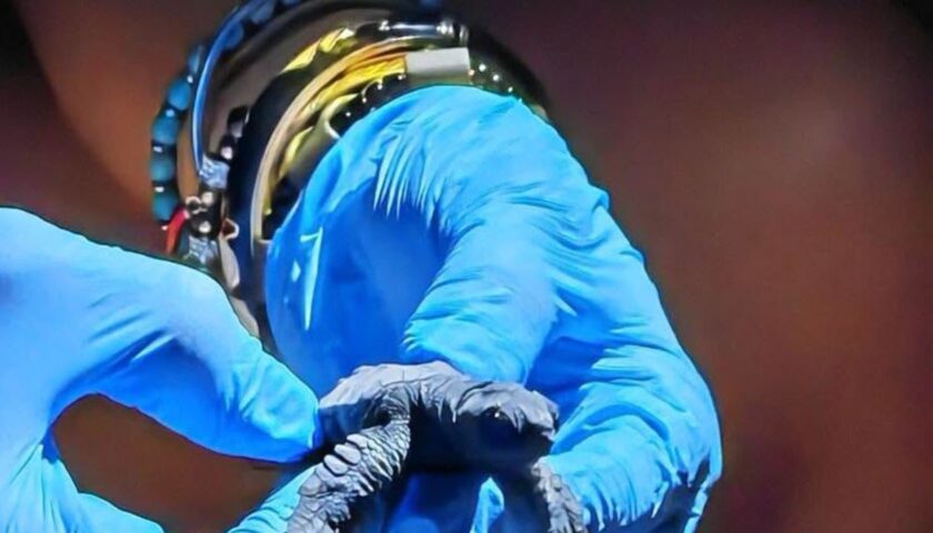 A Castellabate nasce la prima targatura Caretta caretta della Campania