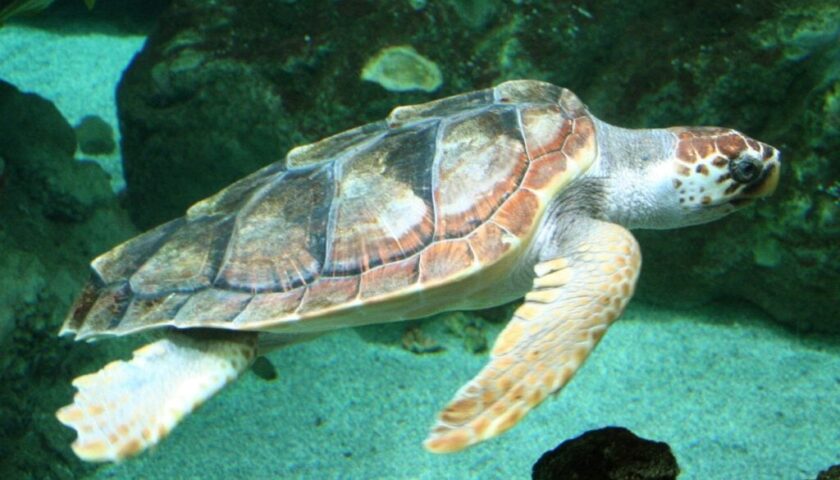 Nuova nidificazione di Caretta caretta a Marina di Ascea: è il 25° nido in Campania