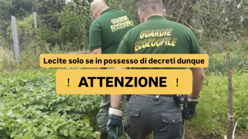 Salerno: attenzione alle verifiche delle “guardie zoofile”, chiarimenti sui controlli e sui diritti dei cittadini Salerno: attenzione alle verifiche delle “guardie zoofile”, chiarimenti sui controlli e sui diritti dei cittadini