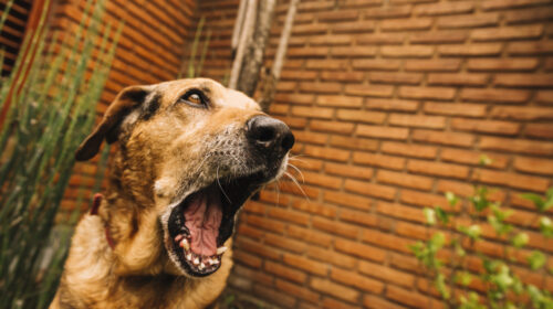 IL MIO VICINO HA UN CANE CHE ABBAIA A TUTTE LE ORE DEL GIORNO E DELLA NOTTE: COSA POSSO FARE?