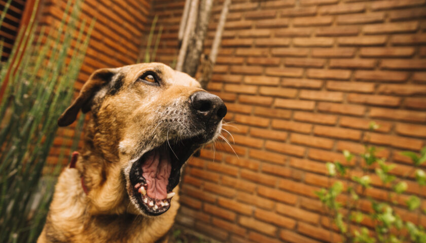 IL MIO VICINO HA UN CANE CHE ABBAIA A TUTTE LE ORE DEL GIORNO E DELLA NOTTE: COSA POSSO FARE?