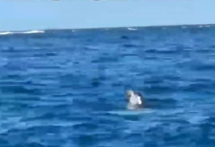 La foca a caccia nell’Area Marina Protetta di Punta Campanella
