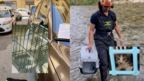 Salerno e Battipaglia, doppio intervento di soccorso per gattini in difficoltà da parte della Protezione Civile