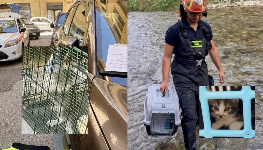 Salerno e Battipaglia, doppio intervento di soccorso per gattini in difficoltà da parte della Protezione Civile