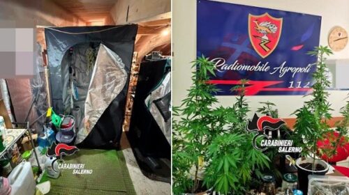 Agropoli, arrestato 23enne per droga: sequestrati 285 grammi di marijuana e cinque piante Agropoli, arrestato 23enne per droga: sequestrati 285 grammi di marijuana e cinque piante