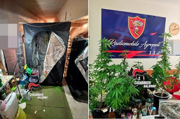 Agropoli, arrestato 23enne per droga: sequestrati 285 grammi di marijuana e cinque piante