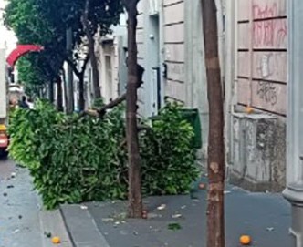 Salerno, polizia municipale scova e multa autore abbattimento albero in via dei Principati Salerno, polizia municipale scova e multa autore abbattimento albero in via dei Principati