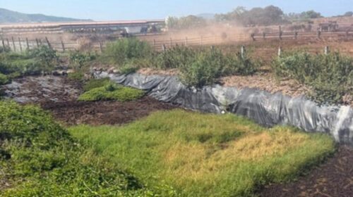 Capaccio Paestum, violazioni ambientali e sversamenti illeciti: sigilli ad azienda zootecnica Capaccio Paestum, violazioni ambientali e sversamenti illeciti: sigilli ad azienda zootecnica