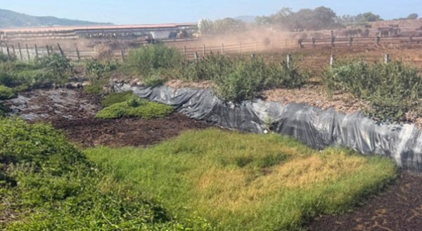 Capaccio Paestum, violazioni ambientali e sversamenti illeciti: sigilli ad azienda zootecnica