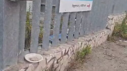 Salerno, gatti scomparsi dalla colonia felina a Cernicchiara Salerno, gatti scomparsi dalla colonia felina a Cernicchiara