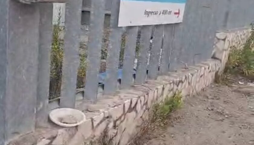 Salerno, gatti scomparsi dalla colonia felina a Cernicchiara