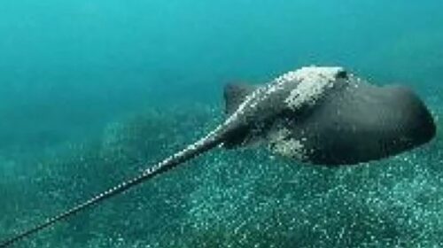 Bagnanti feriti acque Cilento, Istituto Zooprofilattico: “Possibile presenza trigone viola”