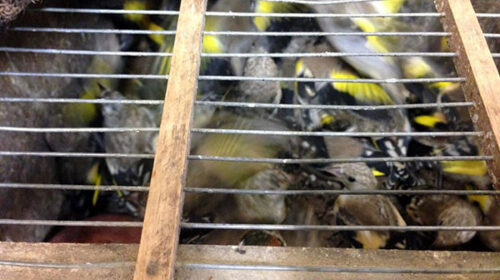 Salerno, Anpana denuncia possessore di 30 esemplari di avifauna di specie protetta Salerno, Anpana denuncia possessore di 30 esemplari di avifauna di specie protetta