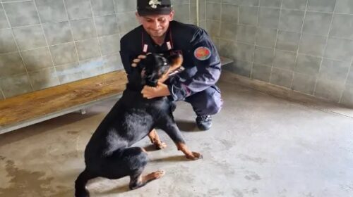 Eboli, 38 cani maltrattati e denutriti in un tugurio: deferiti 2 coniugi, sequestrato fabbricato Eboli, 38 cani maltrattati e denutriti in un tugurio: deferiti 2 coniugi, sequestrato fabbricato