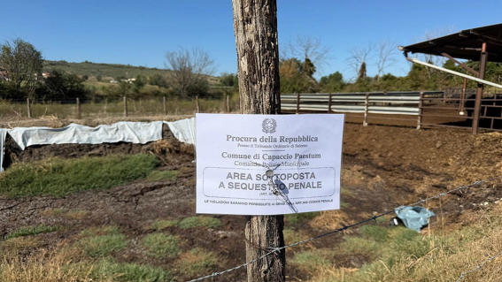 Non si ferma l’azione di contrasto ai reati ambientali sul territorio. Il personale del nucleo ambientale della Polizia Locale, diretto dal magg. dott. Antonio Rinaldi, ha portato a termine con successo l’ennesimo sequestro a carico di un’azienda zootecnica (nella foto). L’intervento si inserisce nel solco della costante e pregressa attività di controllo del territorio promossa e coordinata dal comandante Rinaldi. Questa incessante opera di vigilanza tecnica e amministrativa è mirata specificamente al monitoraggio delle aziende zootecniche e alla corretta gestione dei reflui, con l’obiettivo primario del benessere animale nonché prevenire e reprimere ogni forma di inquinamento del suolo, delle acque superficiali e sotterranee.    Nel corso delle operazioni, svolte con il supporto di ausiliari di polizia giudiziaria (WWF Italia e N.O.E.T.A.A.), gli agenti hanno ispezionato un’azienda agricola zootecnica di circa 8.000 metri quadrati, che ospita all’incirca 150 capi bufalini, situata in zona Scigliati in agro del comune di Capaccio Paestum.   Il sopralluogo ha permesso di portare alla luce un grave quadro di violazioni a danno dell’ecosistema locale:  è stata infatti scoperta una vasca interrata abusiva utilizzata per la raccolta dei reflui zootecnici.  Tale vasca era dotata di un foro di troppo pieno collegato a una tubazione in PVC che scaricava i liquami inquinanti direttamente nel canale consortile adiacente. Il percorso di sversamento illecito è stato inequivocabilmente confermato dagli agenti attraverso una prova di tracciamento con immissione di fluoresceina direttamente dalla sala mungitura.    Inoltre, un grande lagone di stoccaggio dei reflui (della capienza di circa 660 metri cubi) è risultato privo della necessaria tenuta stagna: il telo plastico impermeabilizzante si presentava rotto o mancante in più punti, causando infiltrazioni dirette nel terreno e la tracimazione dei liquami sul suolo circostante. Per bloccare immediatamente lo sversamento la Polizia Locale ha proceduto alla chiusura (tombamento) delle tubazioni illecite. L’intera azienda zootecnica, comprensiva dei paddock, della sala mungitura, del lagone e delle vasche di raccolta, è stata sottoposta a sequestro penale preventivo fermo restando l’obbligo di assicurare il benessere animale da parte del titolare.    I reati ipotizzati a carico dei responsabili riguardano lo smaltimento di reflui non autorizzato e la potenziale configurazione del reato di inquinamento ambientale, considerata la significativa compromissione delle acque superficiali e del suolo. Questo ennesimo sequestro ribadisce la linea di tolleranza zero del Comando della Polizia Locale di Capaccio Paestum e sottolinea come la tutela dell’ambiente rimanga una priorità assoluta e inderogabile per la Polizia Locale.