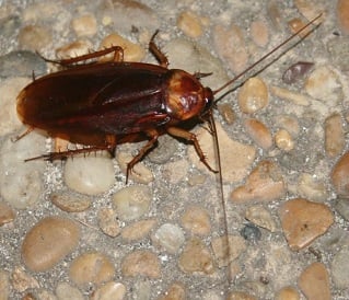 Battipaglia, al Centro di Igiene Mentale è allarme blatte