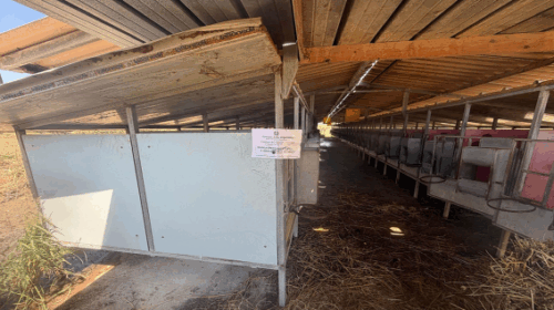Capaccio Paestum, scarico illecito di reflui: sequestrato allevamento recidivo a Spinazzo Capaccio Paestum, scarico illecito di reflui: sequestrato allevamento recidivo a Spinazzo