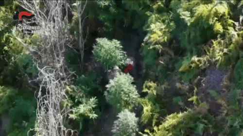 Pistole e droga tra la vegetazione, sequestri dei carabinieri Pistole e droga tra la vegetazione, sequestri dei carabinieri
