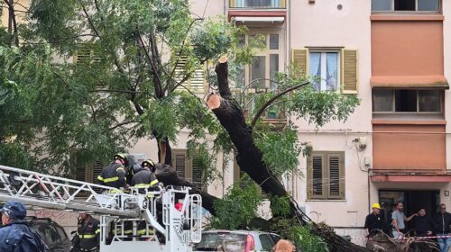 Maltempo a Salerno, cade albero: paura in largo Santelmo a Torrione Maltempo a Salerno, cade albero: paura in largo Santelmo a Torrione