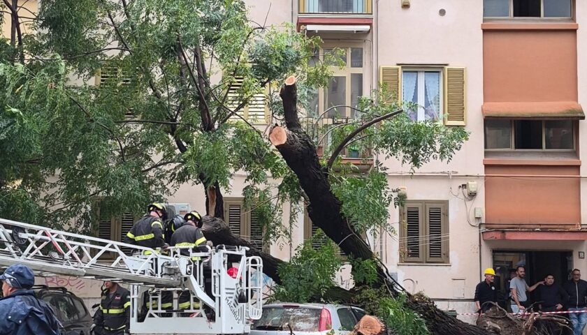 Maltempo a Salerno, cade albero: paura in largo Santelmo  a Torrione