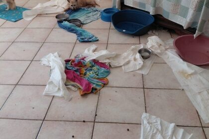 Salerno, 41 cani in condizioni igieniche gravi: sequestrata parte dell’abitazione