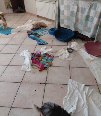 Salerno, 41 cani in condizioni igieniche gravi: sequestrata parte dell’abitazione